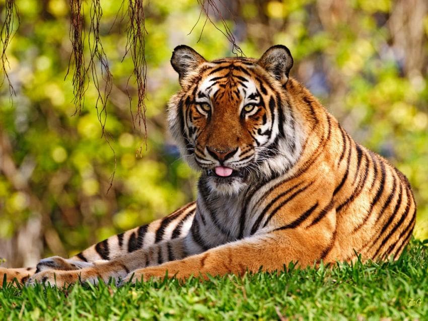 Állatkerti tigris marcangolta szét a gondozóját
