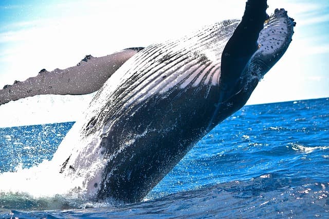 Hatalmas bálnatetemet emeltek ki a Földközi-tengerből (FOTÓ)