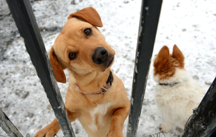 Valaki ártatlan kutyákat mérgez Pozsonyban, a rendőrök semmiről sem tudnak