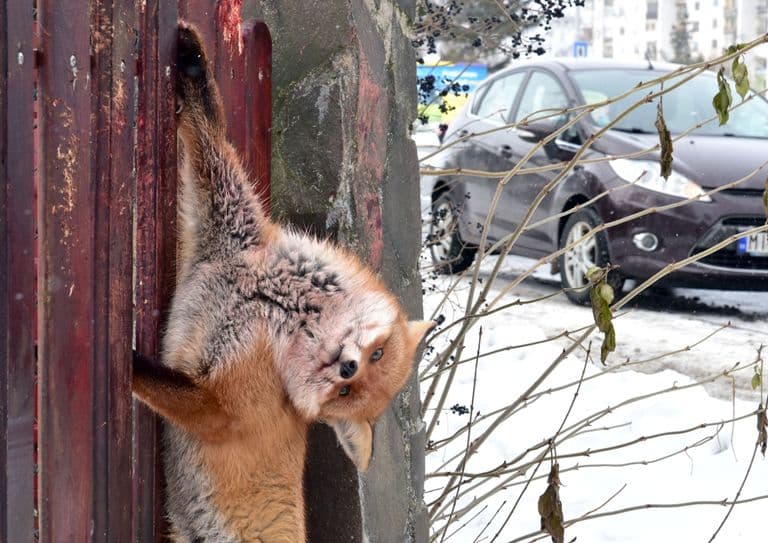 Tyúkot akart lopni a róka, fennakadt a kerítésen – FOTÓK