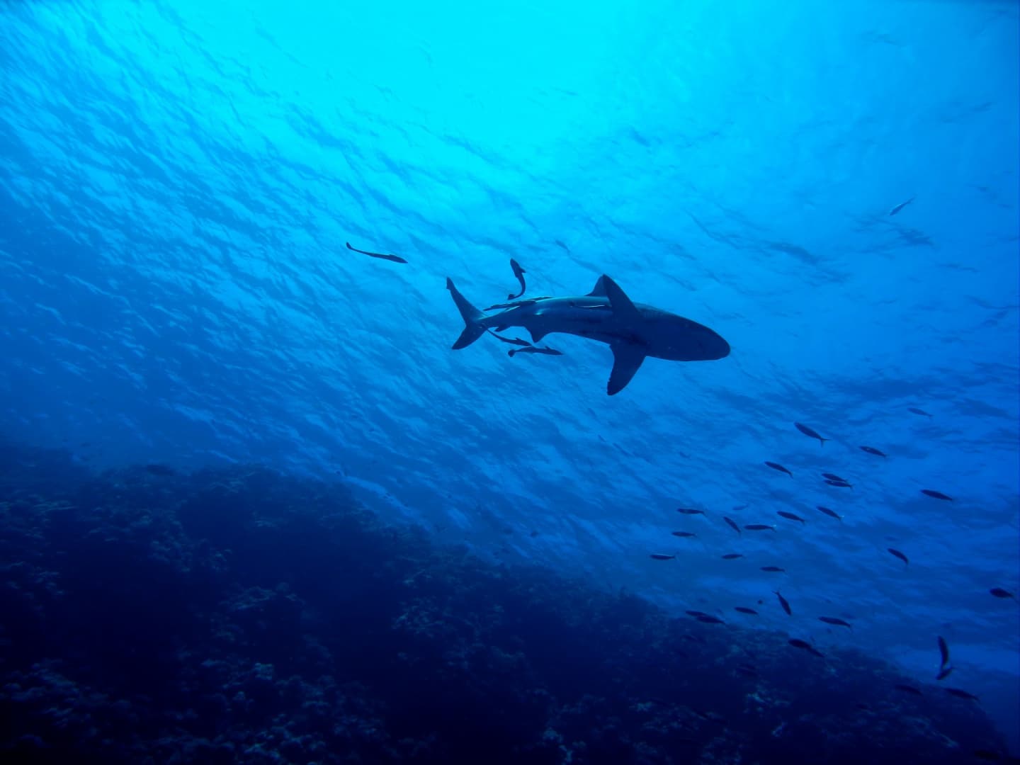 Lezárták a népszerű strandot a cápák miatt