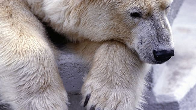 Jegesmedve-invázió egy Oroszországhoz tartozó szigetcsoporton - szükségállapotot hirdettek