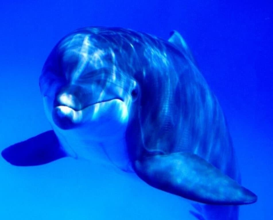 Világszerte százezer delfint és kisebb bálnát ölnek meg évente