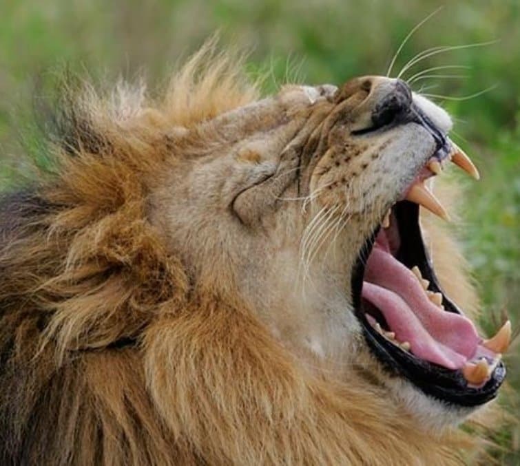 Kitörte az állatkerti gondozó nyakát egy oroszlán