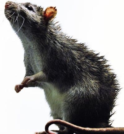 Közmunkára ítélték és eltiltották a háziállattartástól a patkányát megölő férfit