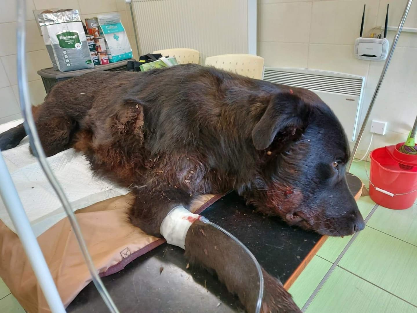 SZÖRNYŰ: Élő célpontként használtak két kutyát Csilizpatas közelében, a szuka nem élte túl a történteket