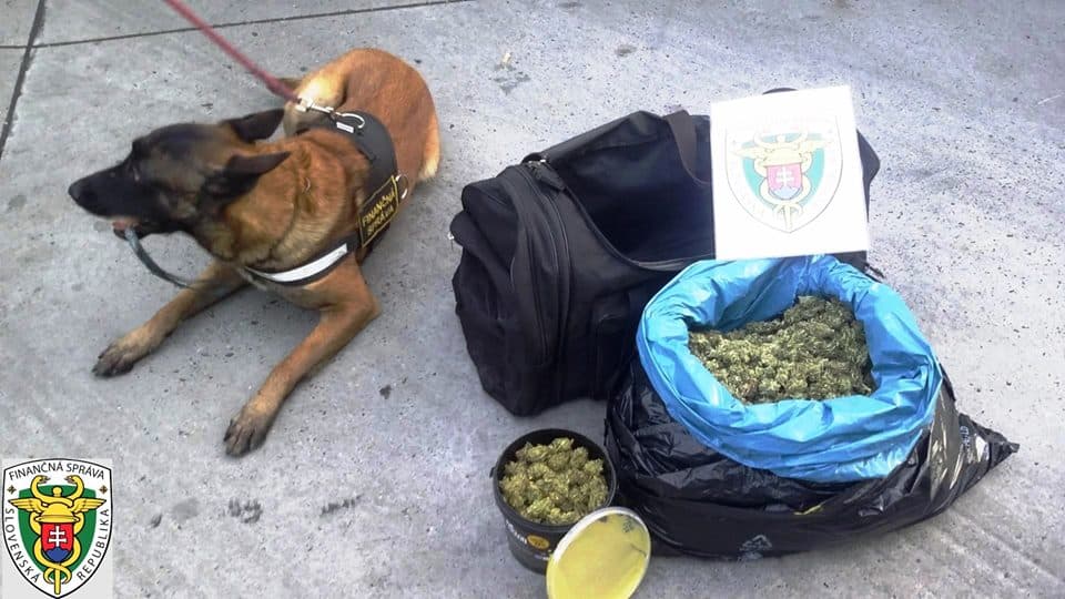 Egy pitbullal terelte volna el a rendőrkutya figyelmét a marihuánáról, nem jött össze