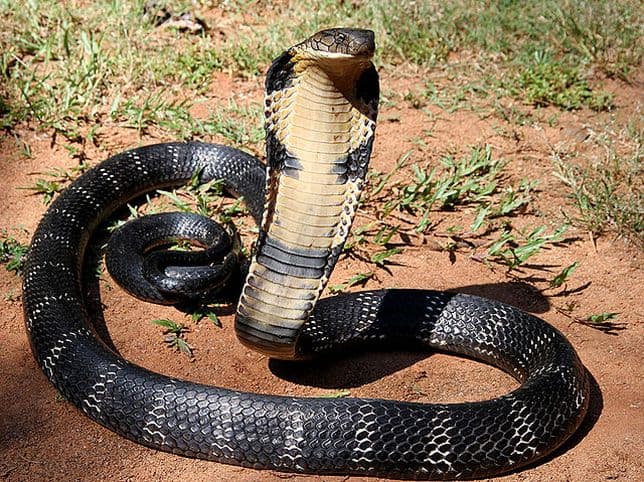 Öt napi keresés után találták meg a monoklis kobrát egy társasházban