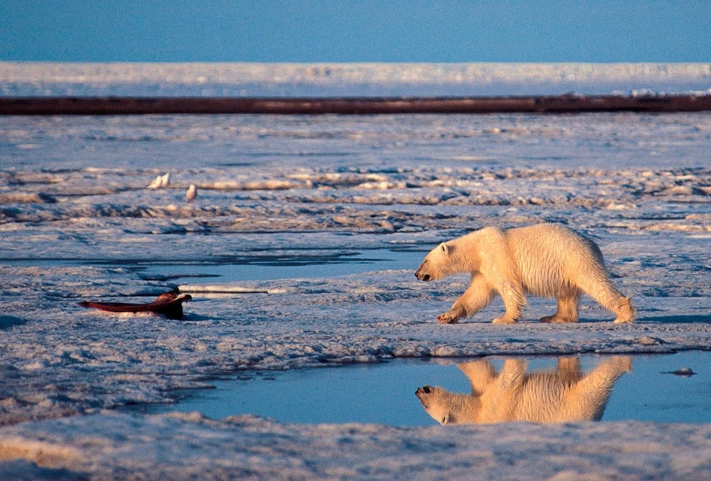 Kevesebb a táplálékuk, egymást falják fel az éhező jegesmedvék