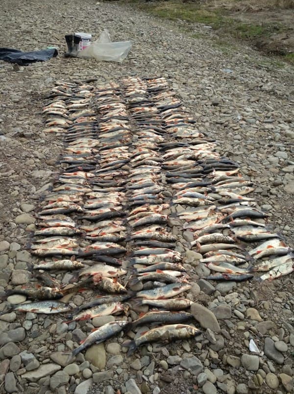 Több száz hal pusztult el egy eszement miatt, aki hatalmas hülyeséget csinált