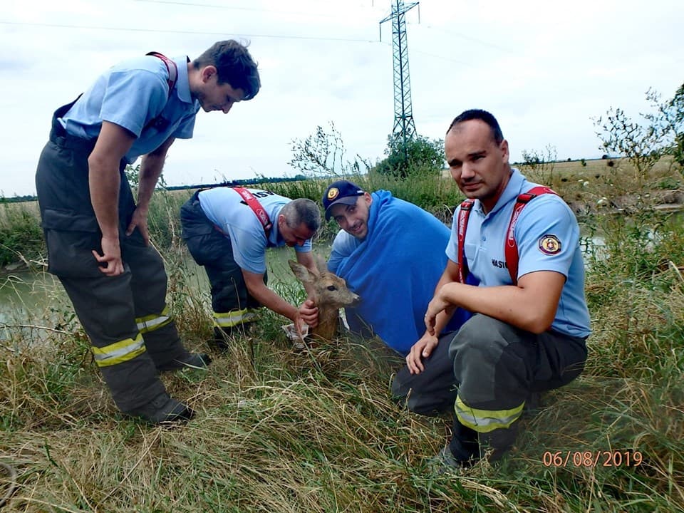 Kanálisban fuldokló őzet mentettek a somorjai tűzoltók (FOTÓK)