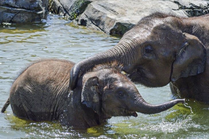 Egy hét alatt a második fiatal elefánt pusztult el vírusfertőzésben a New York állambeli állatkertben