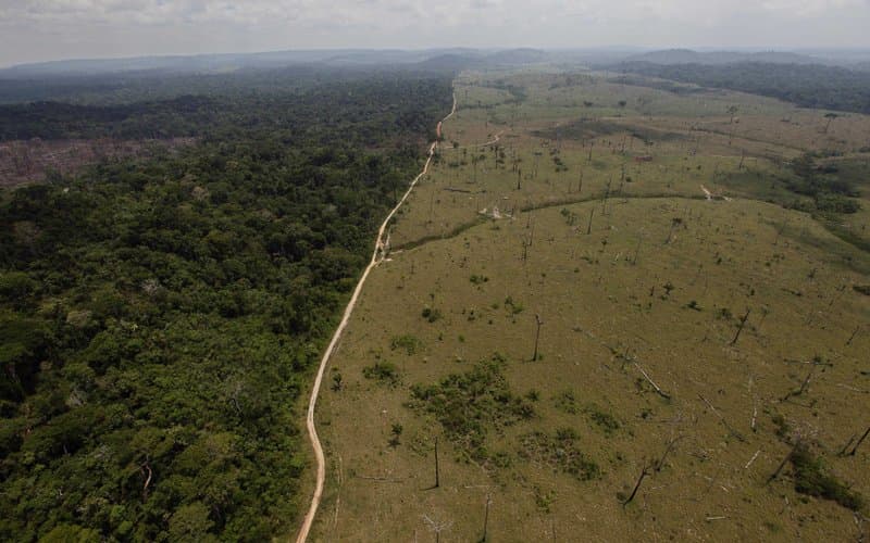 Idén csaknem kétszer annyi esőerdő pusztult el Brazíliában, mint tavaly