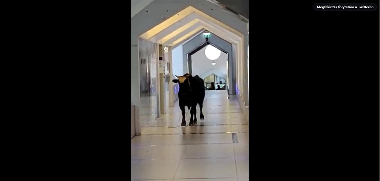 Felfordulást csinált egy szökött bika egy izraeli bankban (+VIDEÓ)