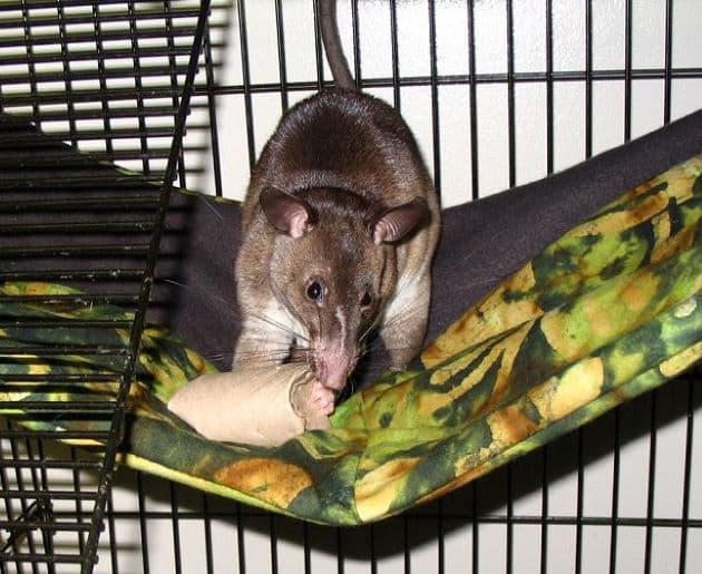 "Patkánynagykövetekkel" javítanának a rágcsálók csapnivaló sajtóján több állatkertben