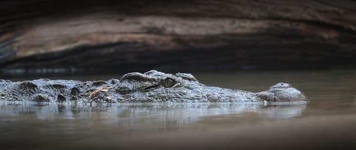 Krokodiltámadást élt túl egy ausztrál férfi