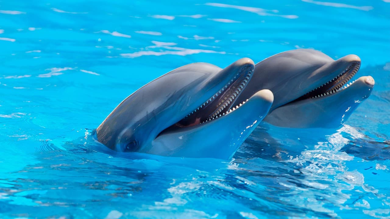 Több mint száz delfin pusztult el egy szigeten