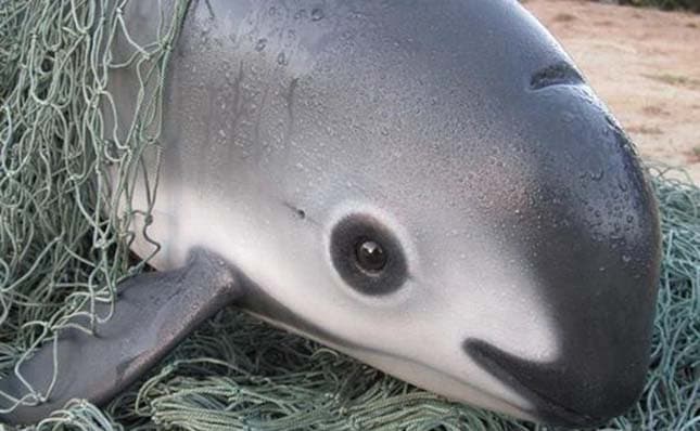 Kihalás előtt áll a kaliforniai disznódelfin