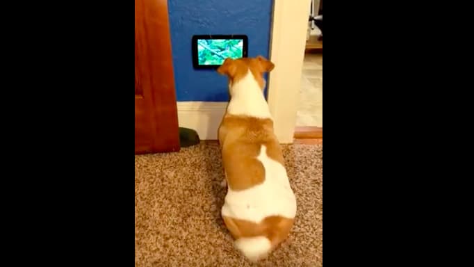 Így örül a kutyus, aki saját tévét kapott (videó)