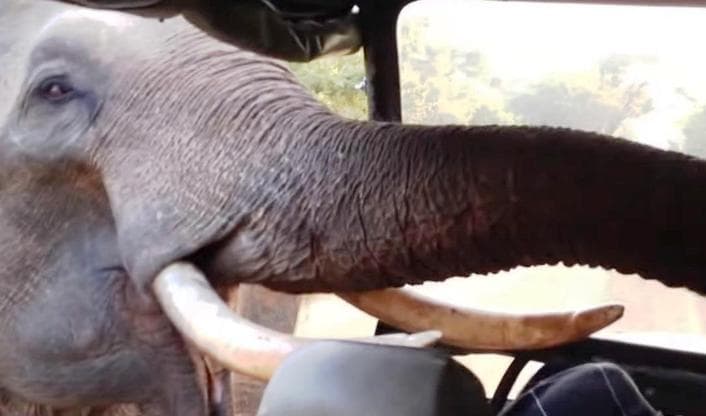 Csutakolás közben ölte meg gondozóját egy elefánt