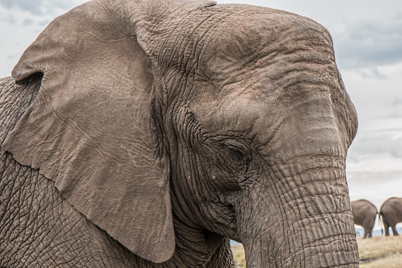 Legalább hat embert agyontaposott az elefánt, most sikerült befogni az élelem után kutató állatot