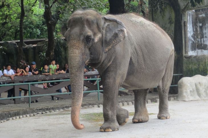 Meghalt a világ legszomorúbb elefántja (FOTÓ+VIDEÓ)