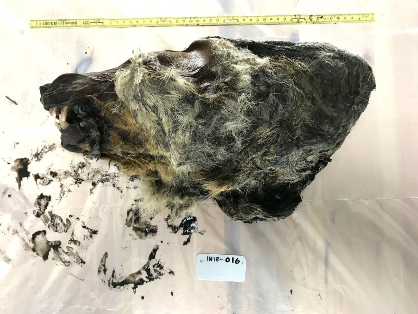 Szenzációs: jégbe fagyott, 32 ezer éves farkasfejet találtak Szibériában