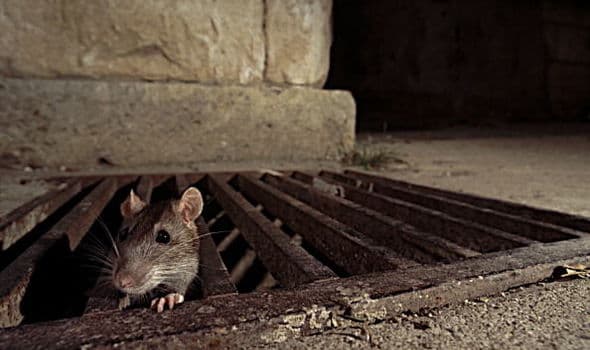 Német nagyvárosokban zsiványkodnak a patkányok, és ennek az ember az oka