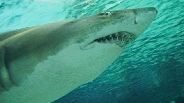 Élet-halál között lebeg a cápatámadást szenvedett férfi