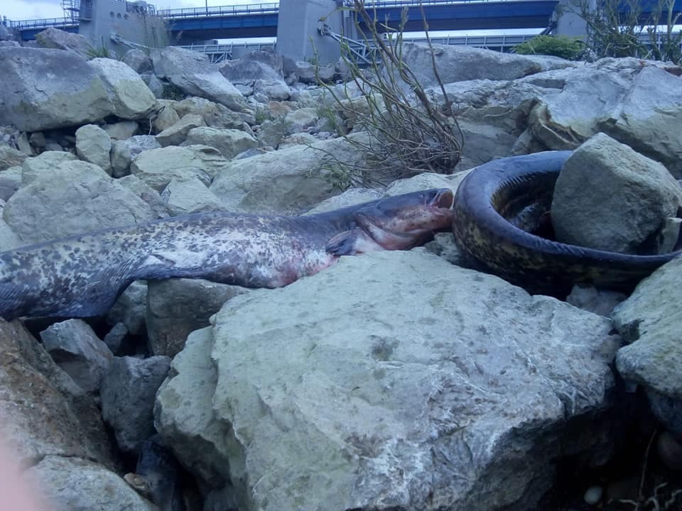 Emberi mulasztás miatt pusztulhatott el számos hal a dunacsúni erőműnél