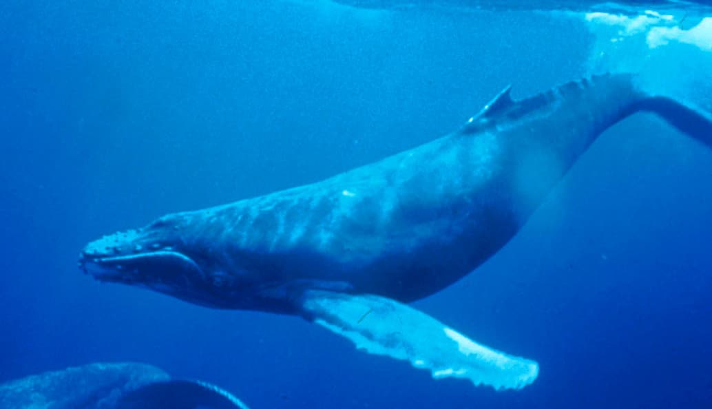 Új-Zélandhoz közeli szigeteknél tanulnak egymástól új dalokat a hosszúszárnyú bálnák