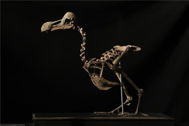 Többszázezret fizettek egy nagyon régen kipusztult madár csontvázáért