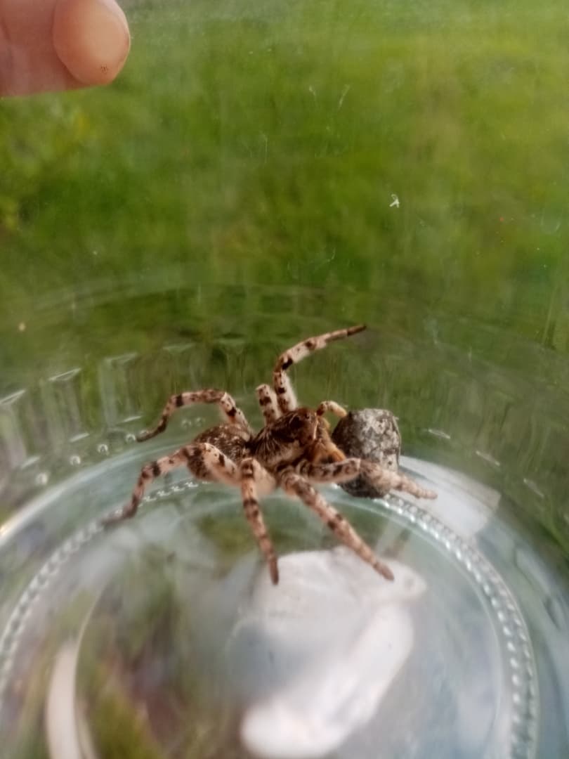 Különös pók bujkált egy dunaszerdahelyi lakos kertjében