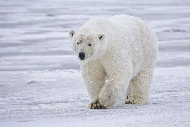 A világ ezen részén rengeteg jegesmedvére bukkantak