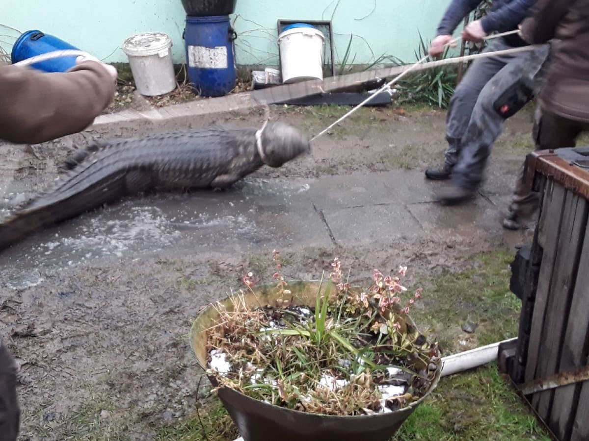 Kigyulladt kerti házhoz riasztották a tűzoltókat, háromméteres krokodilt találtak a helyszínen (videó) 