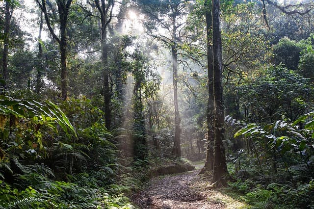 A német kormány leállítja a brazil erdőket védő projektek támogatását a fakitermelés miatt