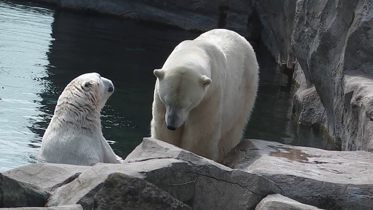 Jegesmedveikrek születtek a bremerhaveni állatkertben