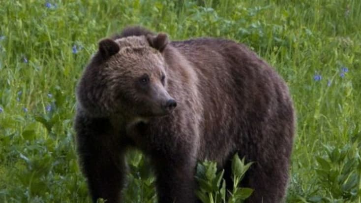 Emberre támadt egy medve Szlovéniában, de megkímélik az életét, mert „nem volt más választása”