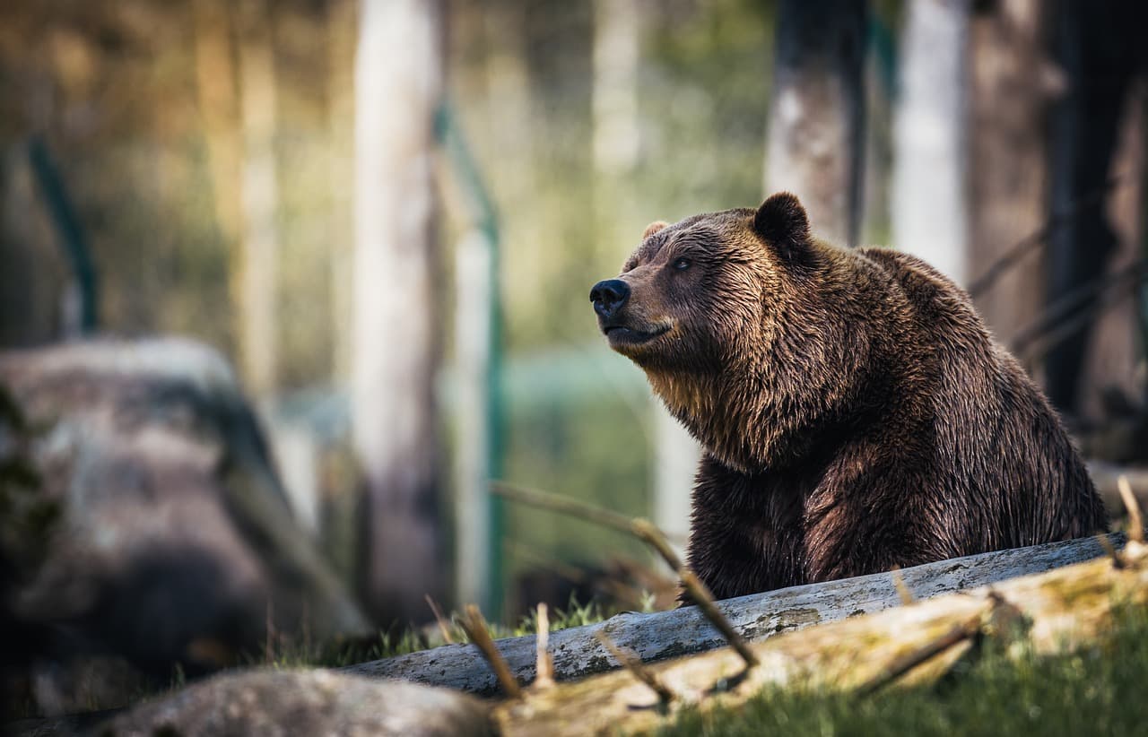 Megtizedelik a túlszaporodott medvéket és farkasokat Szlovéniában
