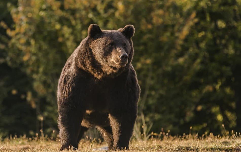 A polgármester teljesen tanácstalan: „úgy járnak ide a medvék, mint a spájzba”