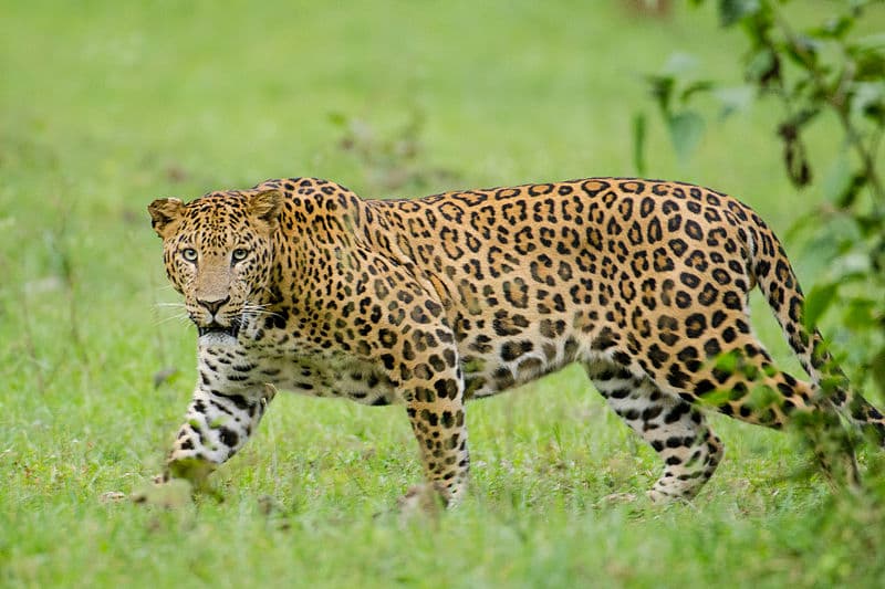 Élve akarják elfogni a kétszeres gyerekgyilkos leopárdot