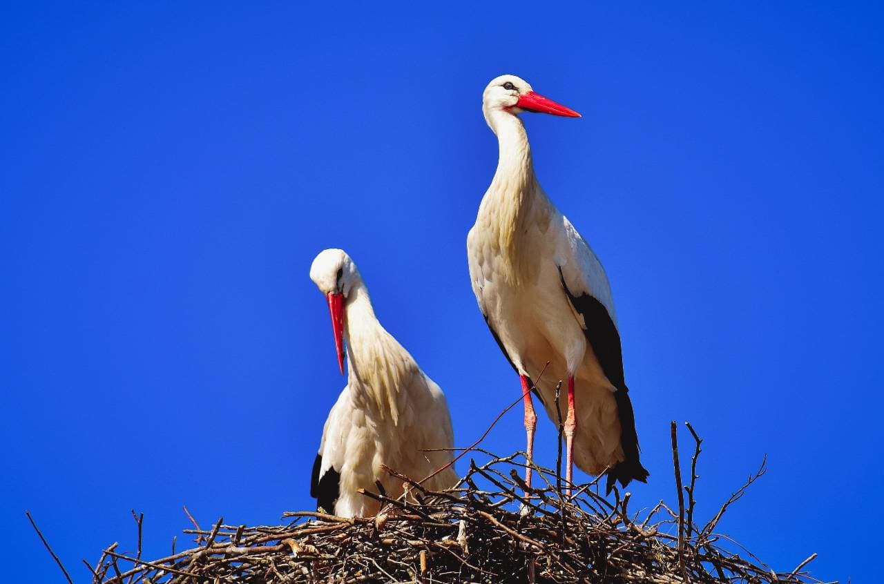 Betonoszlopokat állítottak a gólyáknak, hogy biztonságban fészkelhessenek