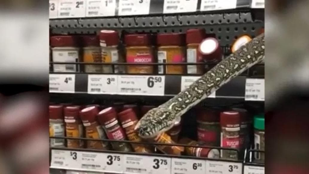 Fűszerek közül kikandikáló méretes piton okozott riadalmat egy élelmiszerboltban – videó