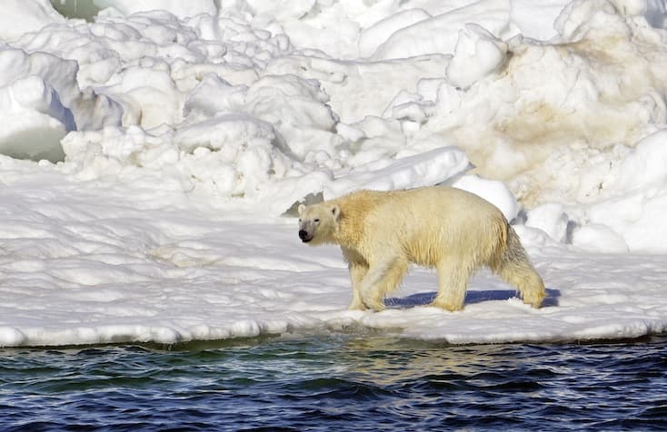 Fókahús nélkül is túlélhetik a jégolvadást a jegesmedvék