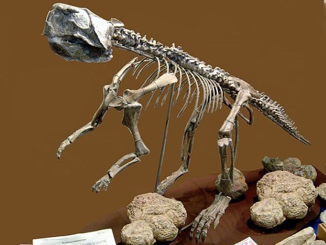 Dinoszaurusz elleni emlőstámadást megörökítő kövületet találtak
