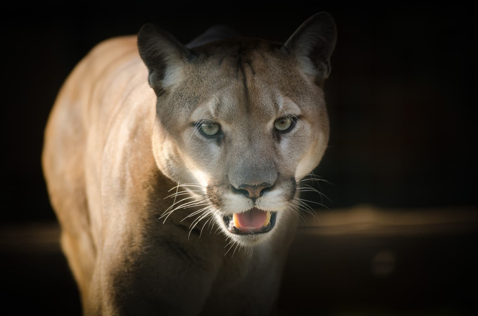 Puma sebesített meg egy kisgyereket Kaliforniában
