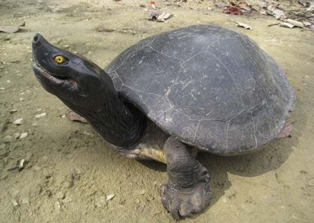 Több ezer ritka teknőst mentettek meg Madagaszkáron
