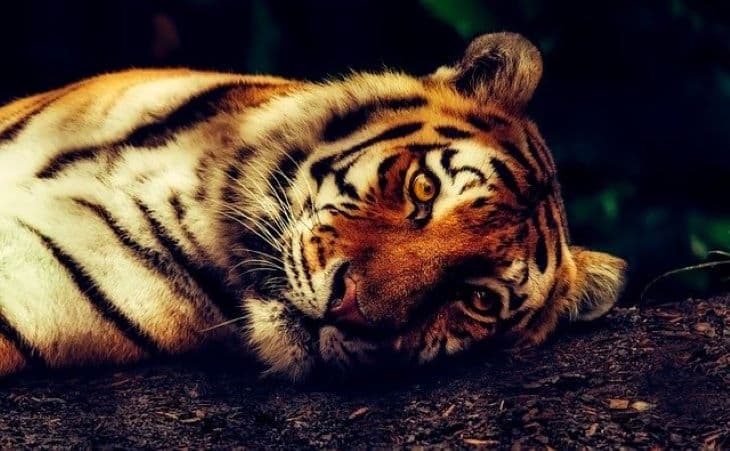 Sértetlenül előkerült a tigris, amely egy lakóövezetben kóborolva keltett riadalmat (VIDEÓ)