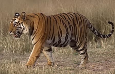 Pórázon sétáltatta a tigrist – őrizetbe vették