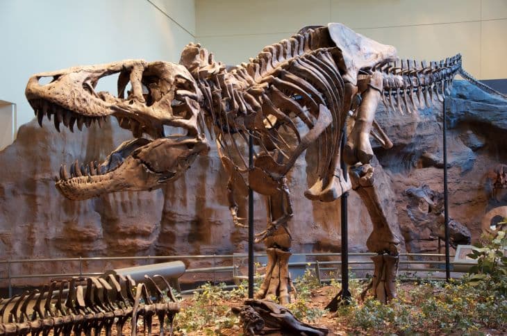 Egy bébi Tirannoszaurusz akkora lehetett, mint egy közepes termetű kutya